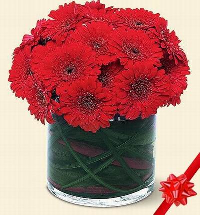 15 red Gerbera Daisies with leaves in the vase (Vase included)